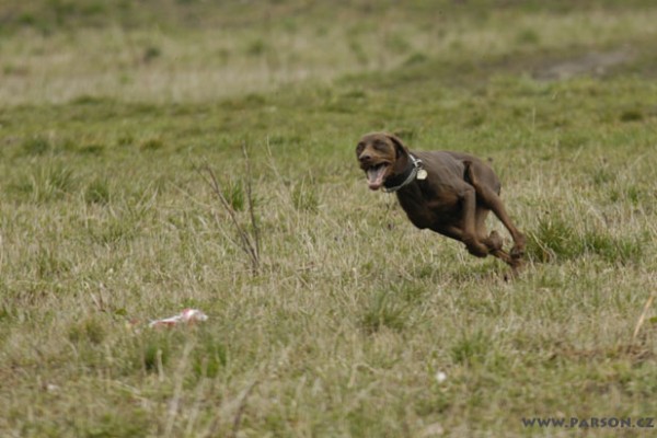 Coursing Ráječko