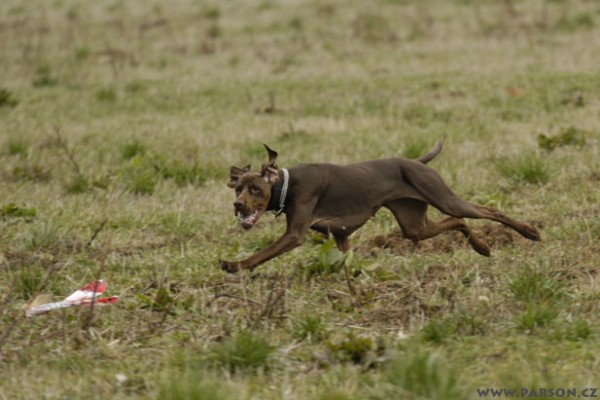 Coursing Ráječko