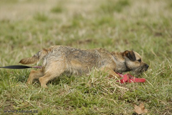 Coursing Ráječko