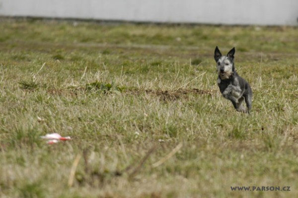 Coursing Ráječko