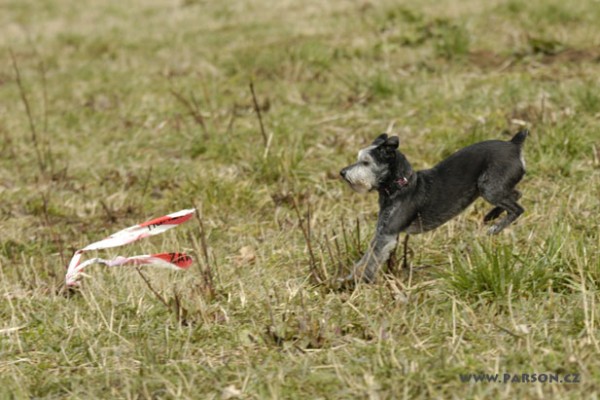 Coursing Ráječko