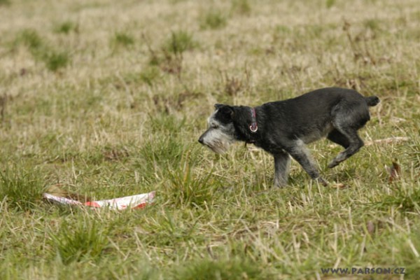 Coursing Ráječko