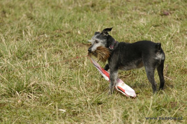 Coursing Ráječko