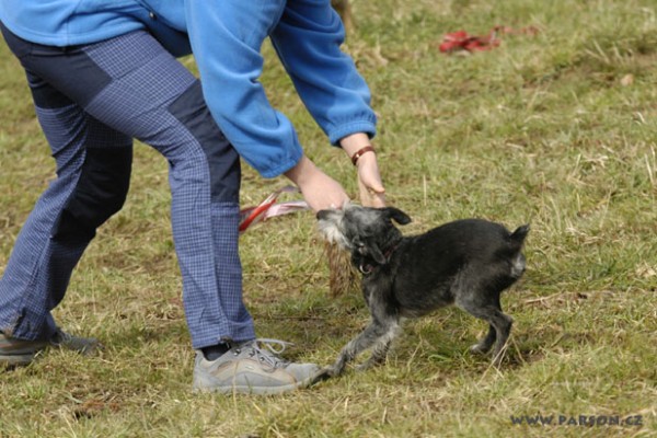 Coursing Ráječko