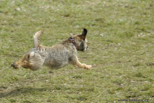 Coursing Ráječko