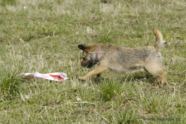 Coursing Ráječko