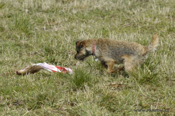 Coursing Ráječko