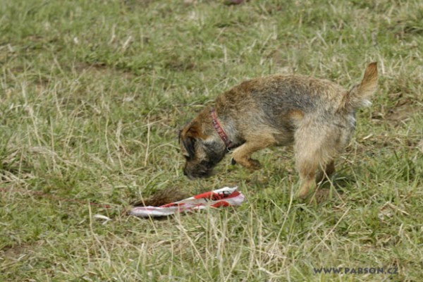 Coursing Ráječko