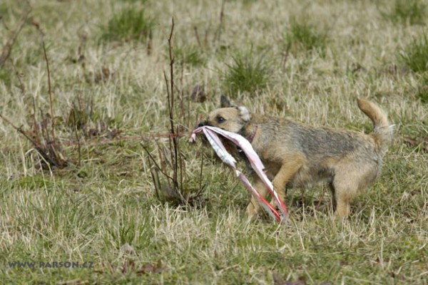 Coursing Ráječko