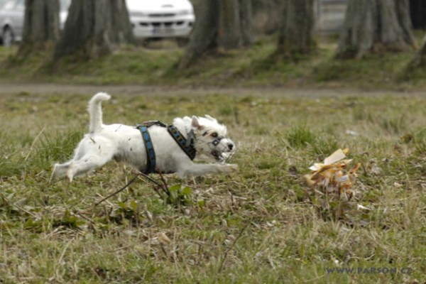 Coursing Ráječko