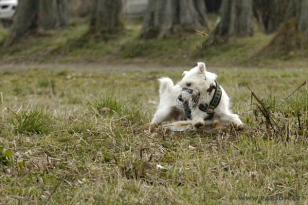 Coursing Ráječko