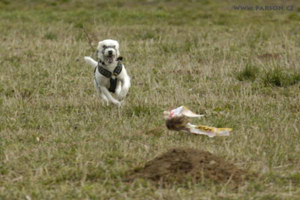 Coursing Ráječko