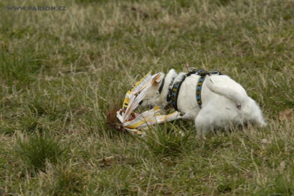 Coursing Ráječko