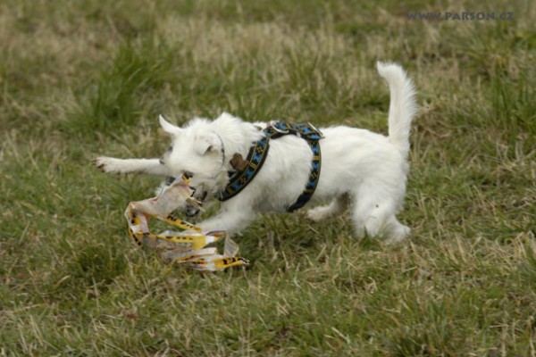 Coursing Ráječko