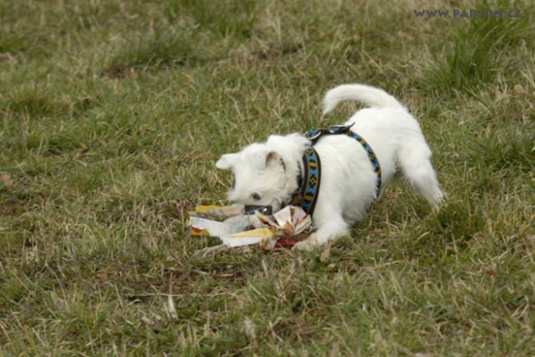 Coursing Ráječko