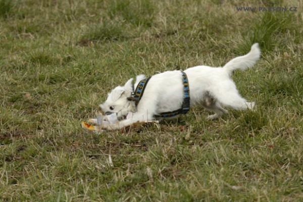 Coursing Ráječko