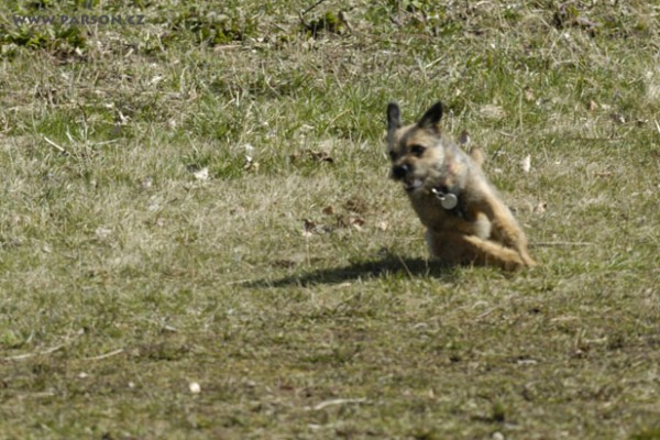 Coursing Ráječko