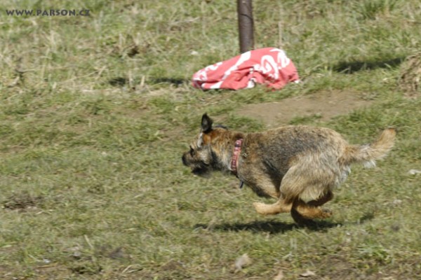 Coursing Ráječko