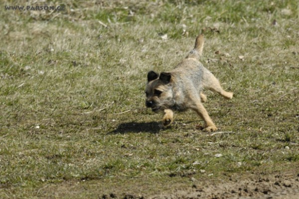 Coursing Ráječko