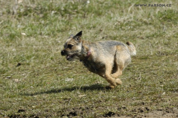 Coursing Ráječko