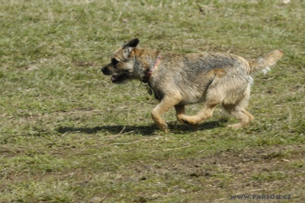 Coursing Ráječko