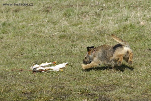 Coursing Ráječko