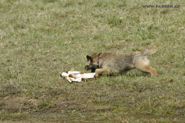 Coursing Ráječko