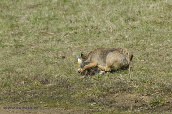 Coursing Ráječko