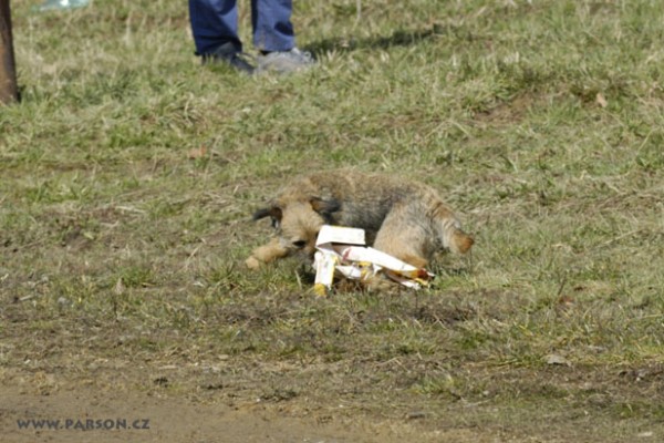 Coursing Ráječko