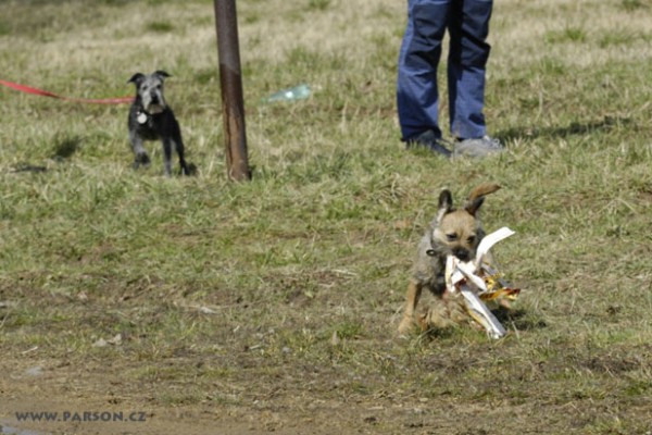 Coursing Ráječko