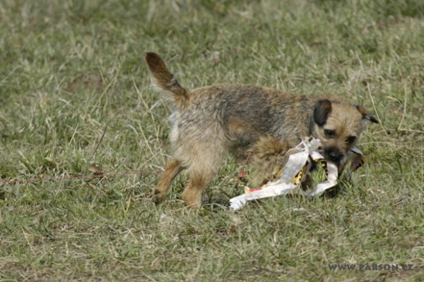 Coursing Ráječko