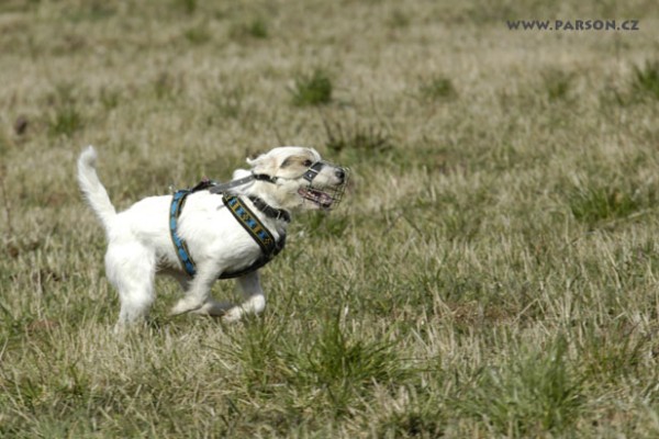 Coursing Ráječko