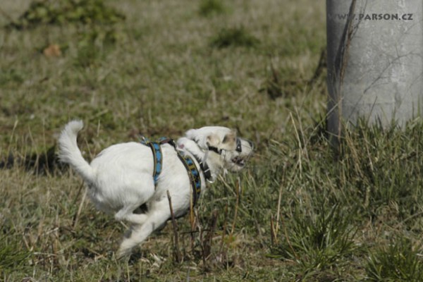 Coursing Ráječko