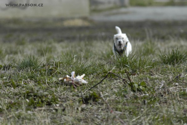 Coursing Ráječko