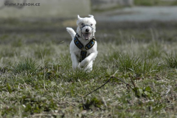 Coursing Ráječko