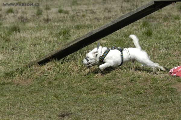 Coursing Ráječko