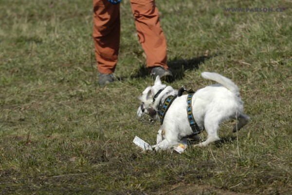 Coursing Ráječko