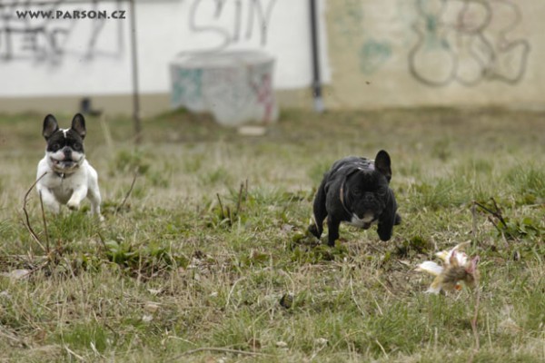 Coursing Ráječko