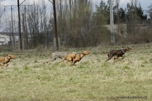 Coursing Ráječko