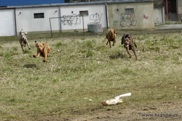 Coursing Ráječko