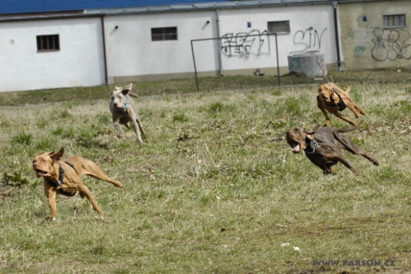 Coursing Ráječko