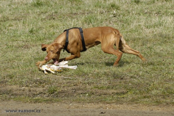 Coursing Ráječko