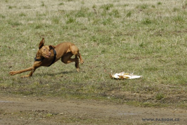 Coursing Ráječko