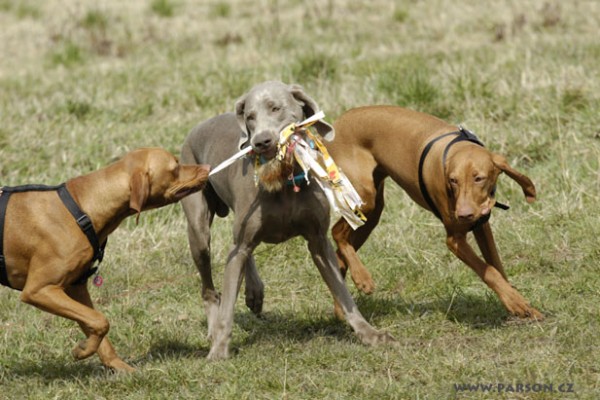 Coursing Ráječko