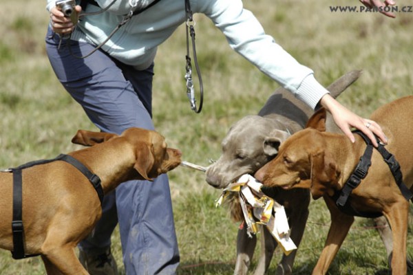 Coursing Ráječko