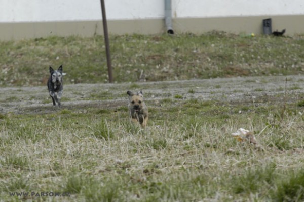Coursing Ráječko