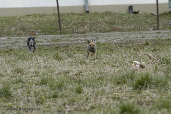 Coursing Ráječko