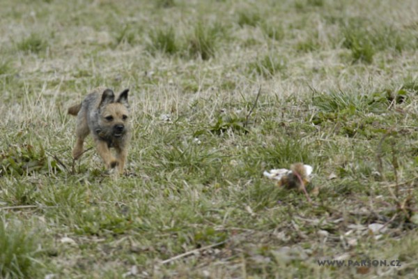 Coursing Ráječko