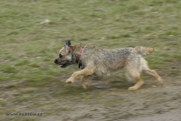 Coursing Ráječko