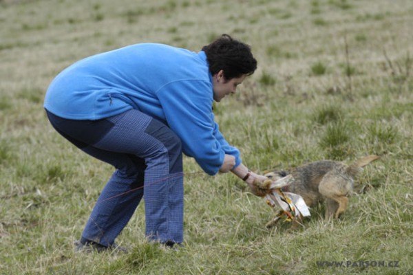 Coursing Ráječko